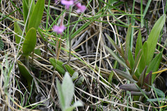 Epidendrum secundum