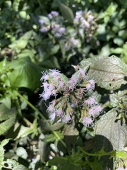 Chromolaena perglabra