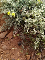 Onobrychis aequidentata