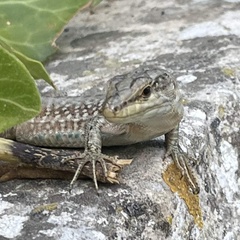 Podarcis siculus siculus