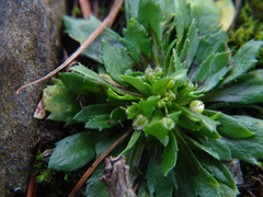 Draba verna