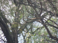 Cyclarhis gujanensis