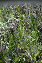 Tillandsia pastensis