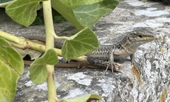 Podarcis siculus siculus