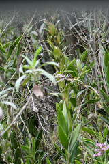 Tillandsia pastensis