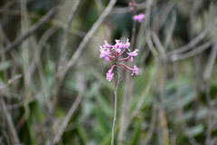 Epidendrum secundum