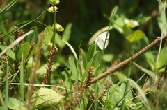 Eurema elathea