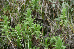 Calceolaria crenata
