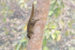 Callosciurus pygerythrus