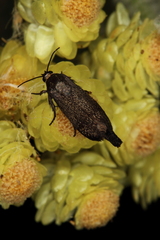 Brachodes