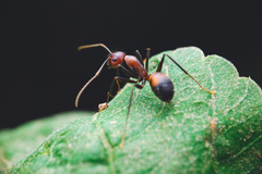 Camponotus nicobarensis