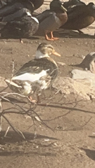 Anas platyrhynchos domesticus