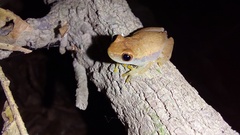Dendropsophus