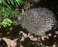 Erinaceus roumanicus