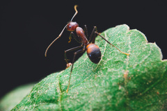 Camponotus nicobarensis