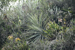 Puya glomerifera