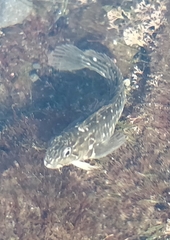 Parablennius parvicornis