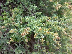 Salsola divaricata