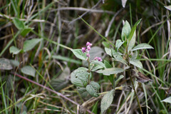 Alternanthera porrigens