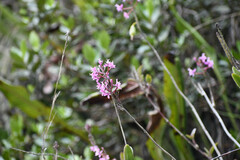 Epidendrum secundum