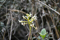 Epidendrum secundum