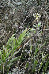Epidendrum secundum