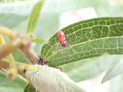 Lygaeus kalmii