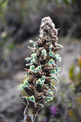 Puya glomerifera