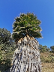 Washingtonia filifera