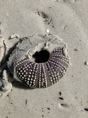 Lytechinus variegatus