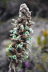 Puya glomerifera