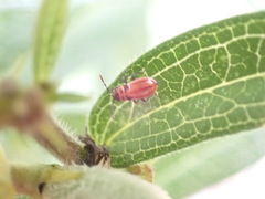 Lygaeus kalmii