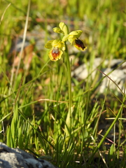 Ophrys sicula