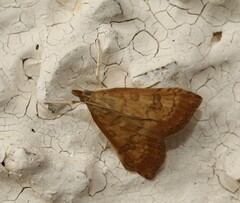 Udea fulvalis