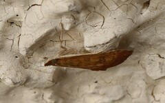Udea fulvalis