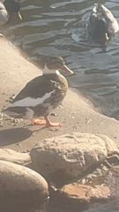 Anas platyrhynchos domesticus