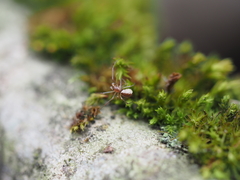 Neriene peltata