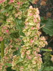 Rumex longifolius