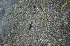 Epidendrum secundum