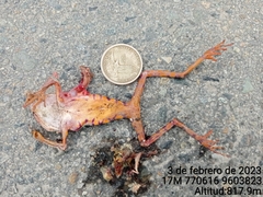Callimedusa tomopterna