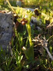 Ophrys bombyliflora