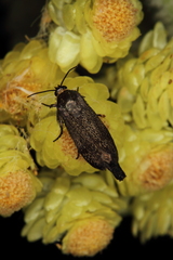 Brachodes