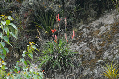 Pitcairnia