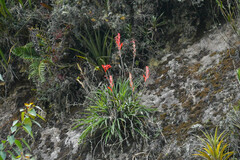 Pitcairnia