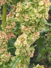 Rumex longifolius