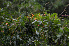 Tropaeolum smithii