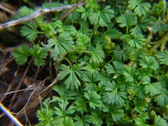 Alchemilla arvensis