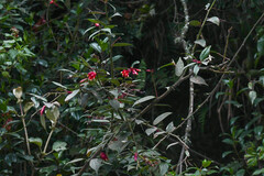 Cavendishia bracteata