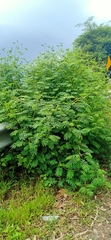 Mimosa diplotricha