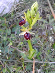 Ophrys sphegodes passionis